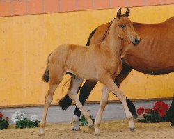 dressage horse Rosé Valérie (German Riding Pony, 2011, from Miraculix)