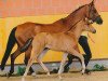 broodmare Ronja (German Riding Pony, 1995, from Norman)