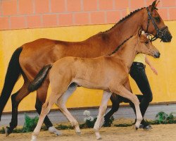 broodmare Ronja (German Riding Pony, 1995, from Norman)