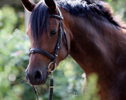 Pferd Rougétte la Fête ZRA (Deutsches Reitpony, 2010, von Reitland's Du oder Keiner)