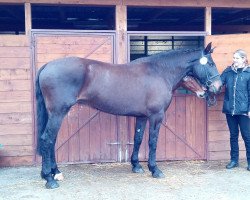 broodmare Mirage af lille hav (Knabstrupper, 2006, from Tudor af Lille hav)