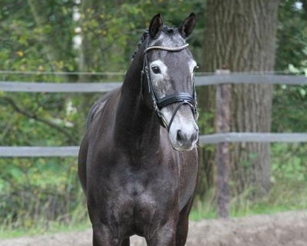 horse Denzel (Holsteiner, 2008, from Coulthard Top)