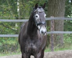 Pferd Denzel (Holsteiner, 2008, von Coulthard Top)