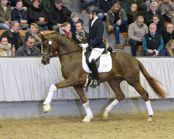 stallion By your Side 3 (Hanoverian, 2015, from Callaho's Benicio)