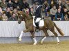 stallion By your Side 3 (Hanoverian, 2015, from Callaho's Benicio)