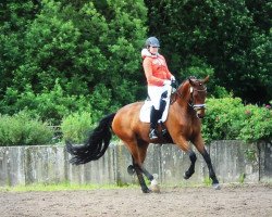 dressage horse Belle Fleur 43 (Hanoverian, 2010, from Belissimo NRW)