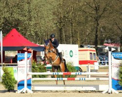 jumper Catoki's Boy (Zangersheide riding horse, 2012, from Catoki)