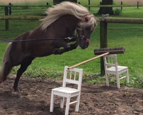 horse Lotte (Shetland pony (under 87 cm),  )