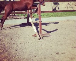 dressage horse Kenilwood Lilac Time (British Riding Pony, 2010, from Mynach Arion)