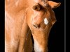 jumper Hanninkhoeve's Jacorando (New Forest Pony, 2004, from De Mensinghe's Rinaldo)