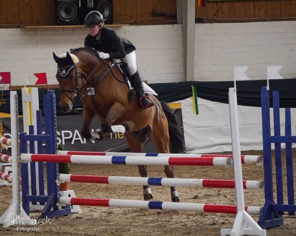 jumper Activ 6 (Bulgarian Warmblood, 2007, from Active Leber)