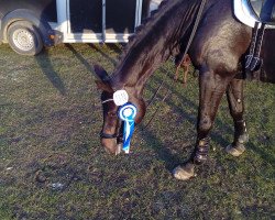 dressage horse Ricoletta Roya (Westphalian, 2011, from Rocky Lee)