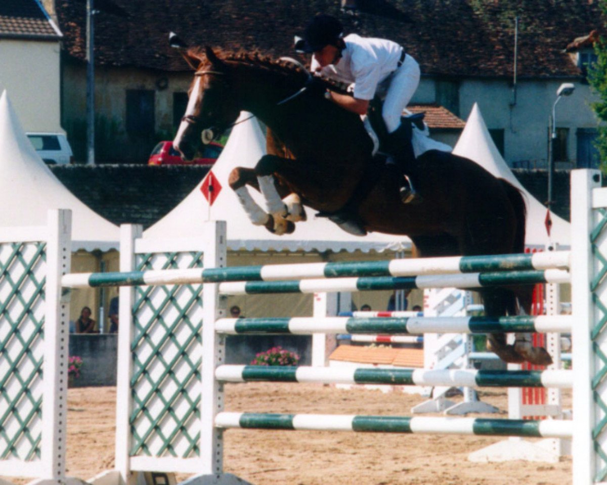 broodmare Domino Gerbaux (Selle Français, 1991, from Pegase Gerbaux)