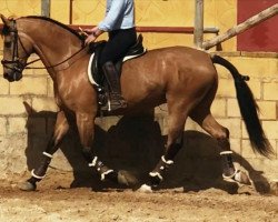 horse Lusitano.... (Lusitano, 2011)