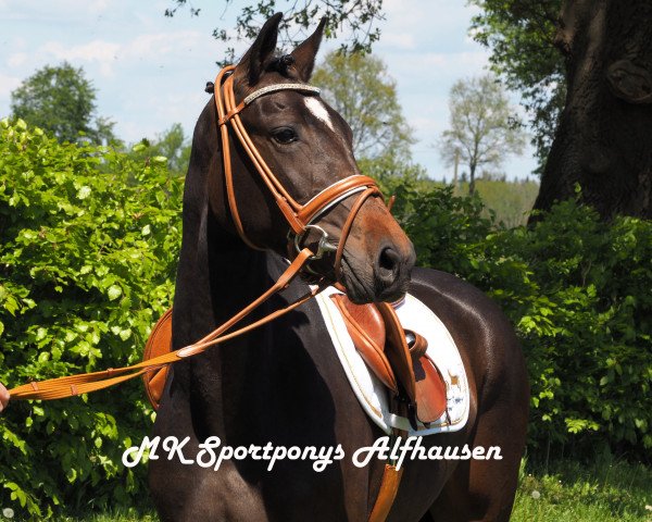 Dressurpferd Kir Royal 103 (Deutsches Reitpony, 2014, von Kaiser Bonaparte WE)