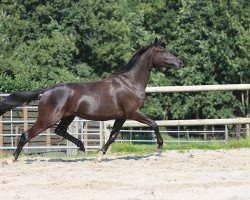 horse Stute von Kasparow/Caprimond (Trakehner, 2013, from Kasparow)