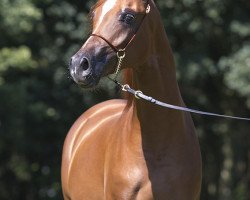 horse FA Nimrod ox (Arabian thoroughbred, 2015, from QR Marc ox)