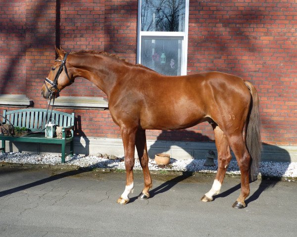 dressage horse Wallach von Londontime/Grand Cru (Hanoverian, 2014, from Londontime)