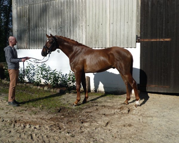 dressage horse Hengst von Livaldon/Wolkenstein II (Hanoverian, 2015, from Livaldon)
