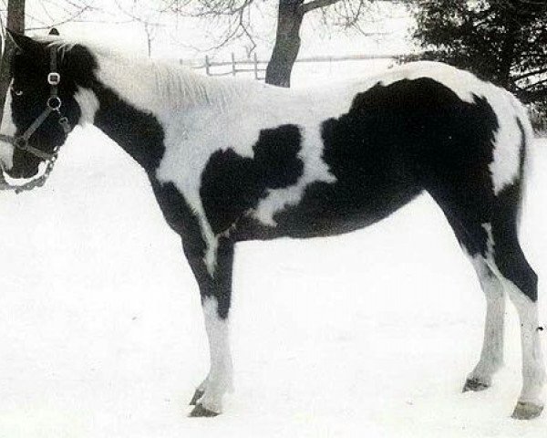broodmare EE Black Dart (Paint Horse, 1968, from Black Joe)