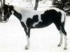 Zuchtstute EE Black Dart (Paint Horse, 1968, von Black Joe)