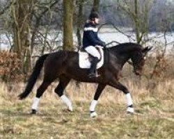 dressage horse Saphira K 2 (Oldenburg, 2008, from Swarovski)