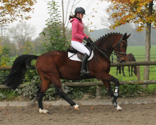 stallion Cartusch 21 (Oldenburg show jumper, 2009, from Catox)