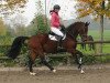 stallion Cartusch 21 (Oldenburg show jumper, 2009, from Catox)