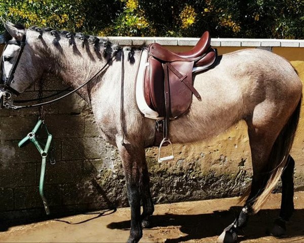 Pferd BANDOLERA. (Hispano-Araber, 2013)