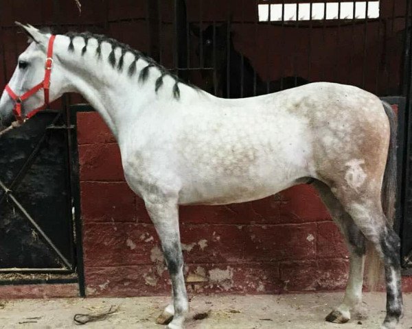 horse MARAVILLO (Pura Raza Espanola (PRE), 2012)