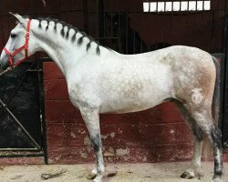 horse Maravillo (Pura Raza Espanola (PRE), 2012)