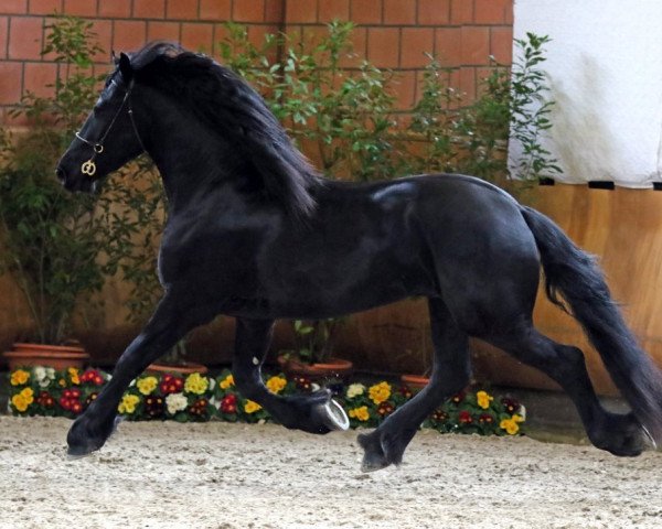 Pferd Yvo (Friese, 2015, von Fedde fan Horp)