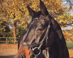 dressage horse Diadora 19 (Württemberger, 2009, from Diamond Star 3)