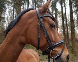 dressage horse Bezaubernde Jeannie 2 (Westphalian, 2008, from Beltoni)