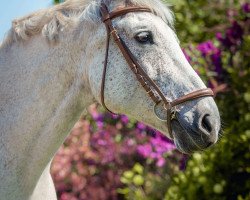 broodmare Evita 312 (German Sport Horse, 2003, from Expo'se)