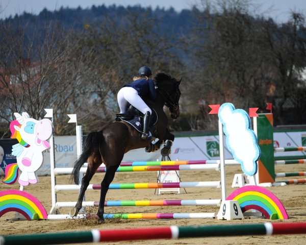 Pferd Elbsturm (Trakehner, 2002, von Sixtus)