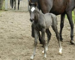 broodmare De Nira Gold (Westphalian, 2018, from De Niro Gold 3)