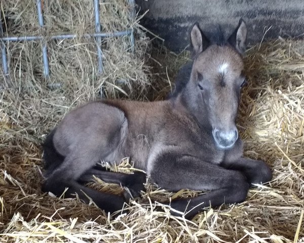 horse Sitanis Shadow Emilia (Welsh Partbred, 2017, from Mirt Gold)