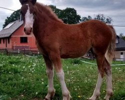 Pferd Sitanis Ramiye Lotta (Welsh-Cob (Sek. C), 2016, von Glynteg Double Chester)