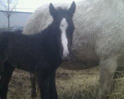 Pferd Sitanis Kronprinz (Deutsches Reitpony, 2013, von Kaiserwalzer)