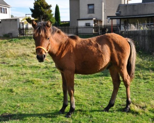 horse Sitanis Kenai Dakota (German Riding Pony, 2012, from Kaiserwalzer)