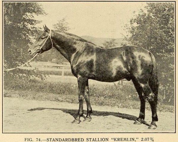 stallion Kremlin 13327 (US) (American Trotter, 1887, from Lord Russell 4677 (US))