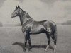 stallion Alerton 5128 (US) (American Trotter, 1886, from Jay Bird 5060 (US))