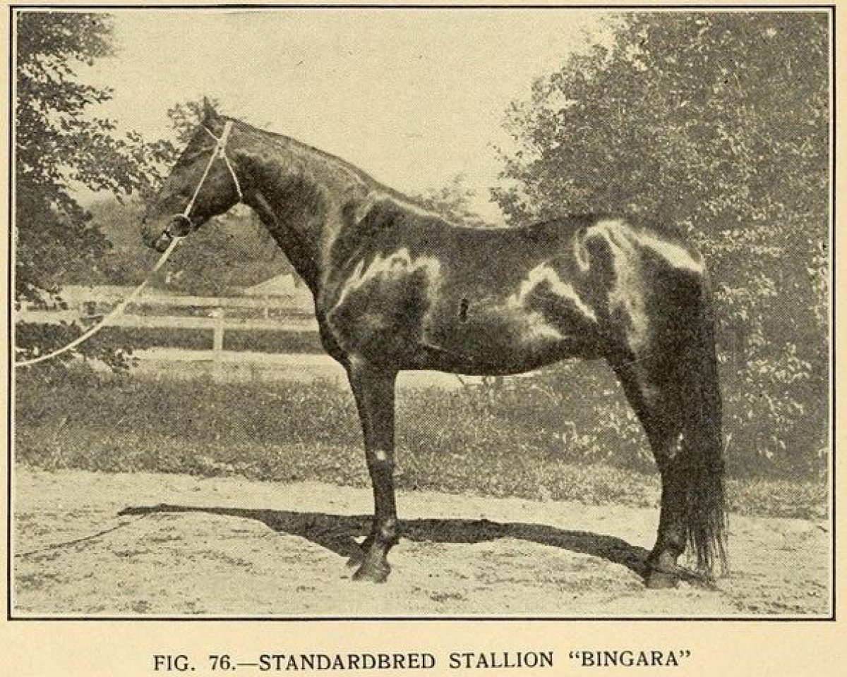 stallion Bingara 34707 (US) (American Trotter, 1901, from Bingen 29567 (US))