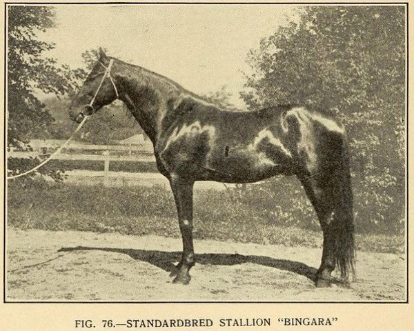 stallion Bingara 34707 (US) (American Trotter, 1901, from Bingen 29567 (US))
