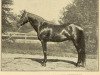 stallion Bingara 34707 (US) (American Trotter, 1901, from Bingen 29567 (US))
