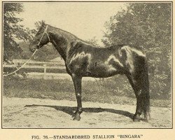 stallion Bingara 34707 (US) (American Trotter, 1901, from Bingen 29567 (US))