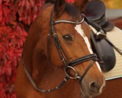 dressage horse Püppchen 20 (Westphalian, 2000, from Port Said 10)