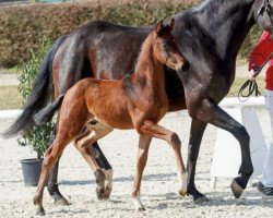 dressage horse Great Pretender (Westphalian, 2018, from Great Schufro)