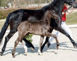 dressage horse Di Rocco (Westphalian, 2018, from De Niro)